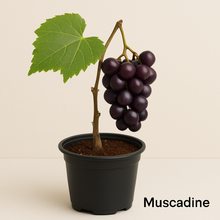 Cargar imagen en el visor de la galería, 🍇 Fig &amp; Grape Bundle (PREORDER)
