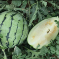 A striped Cream of Saskatchewan watermelon beside a cut half with pale flesh — from BlackOwnedSeeds.com.