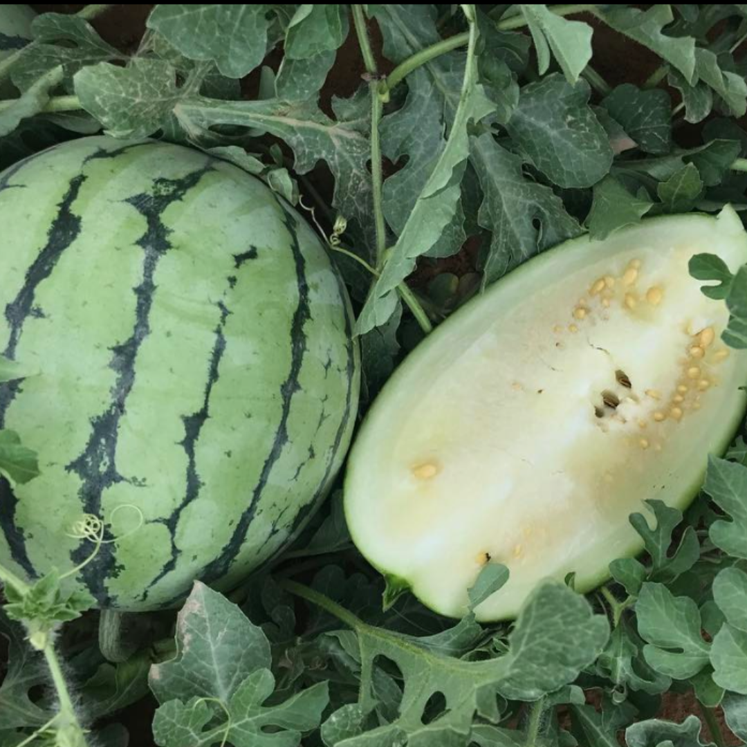 A striped Cream of Saskatchewan watermelon beside a cut half with pale flesh — from BlackOwnedSeeds.com.