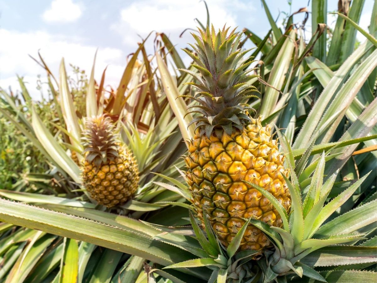 Golden pineapples growing among long pointed leaves.