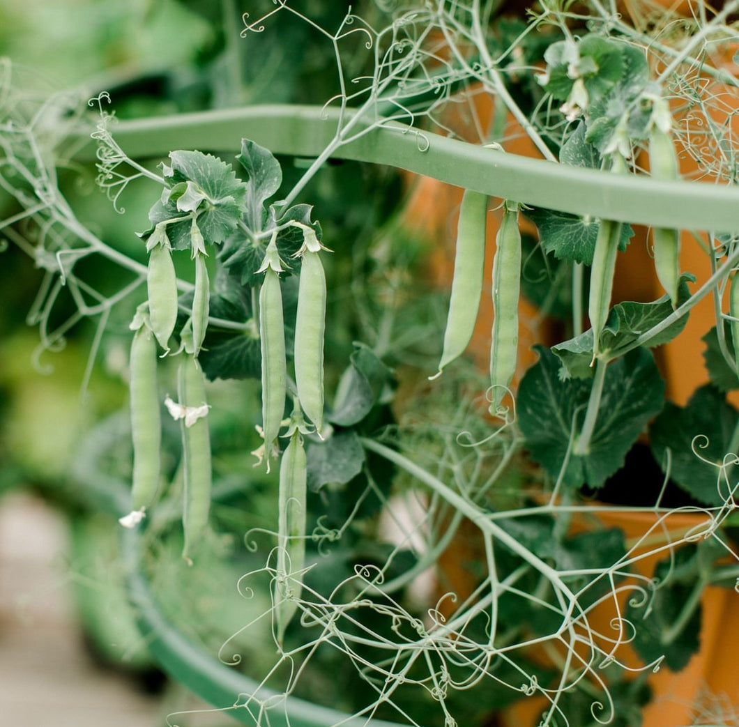 Sugar Ann Snap Peas Seeds - Plant and Heal