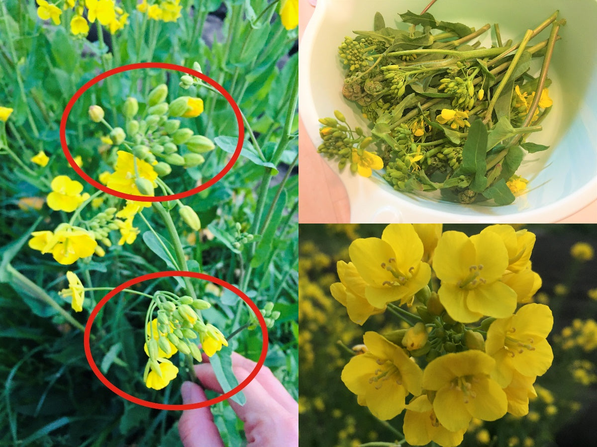 mustard flower seeds Rapeseed Mustard Seeds – Plant and Heal Co