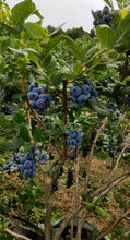 Load image into Gallery viewer, Blueberries growing on a bush with green leaves
