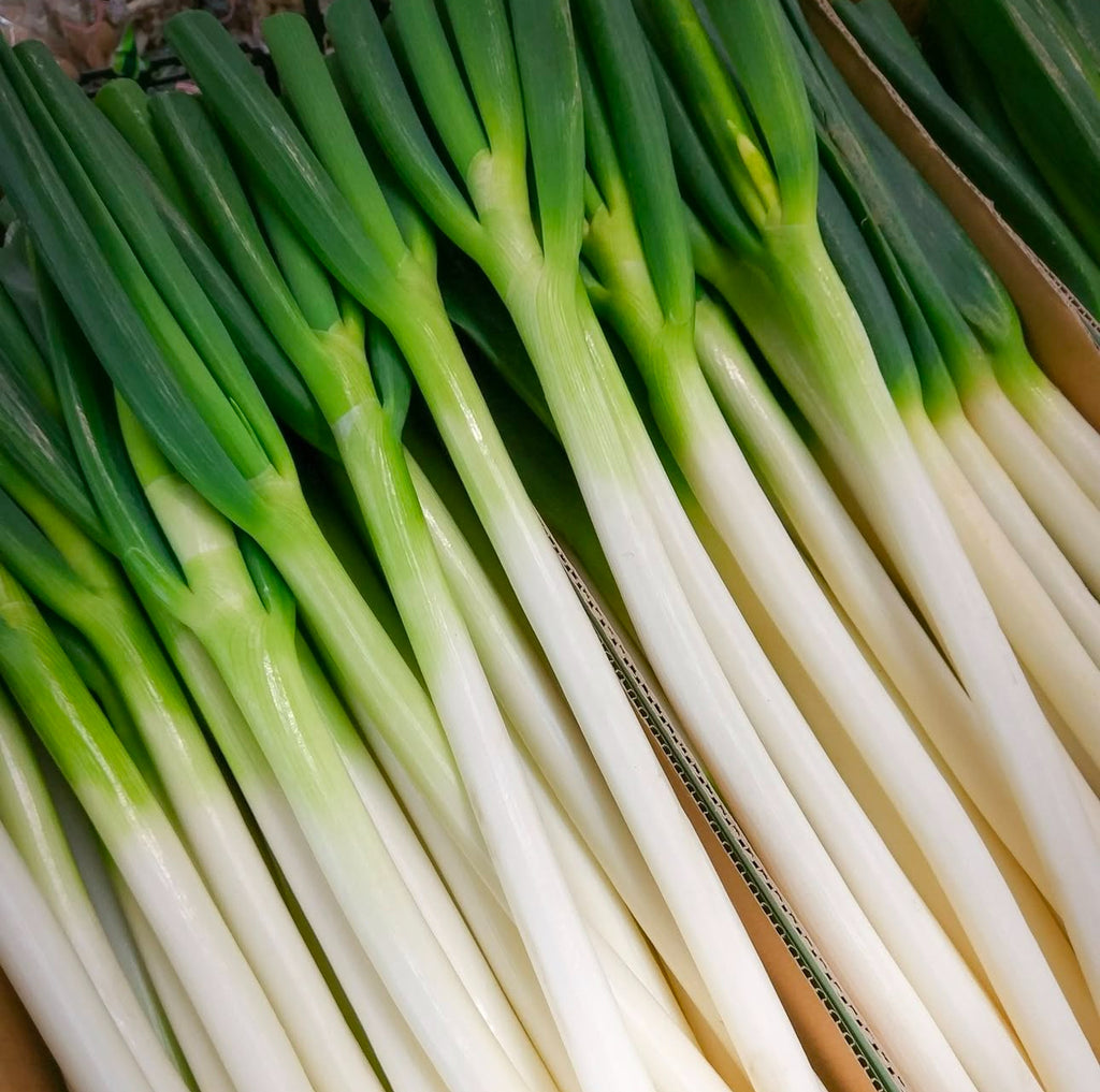 Harvested bunching onions with long green tops and slender white stems.