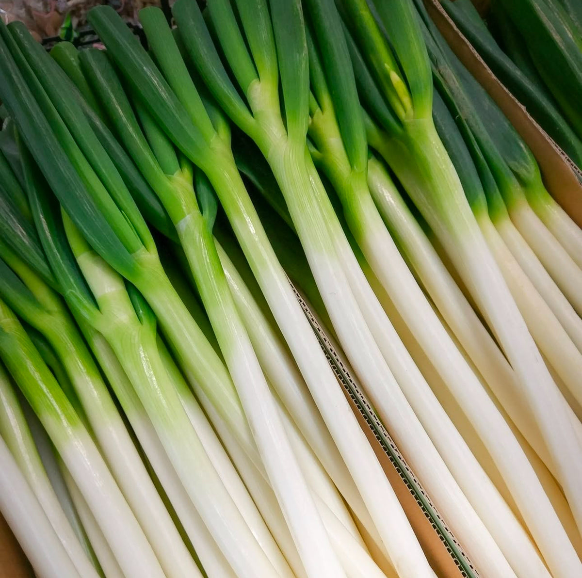 Harvested bunching onions with long green tops and slender white stems.