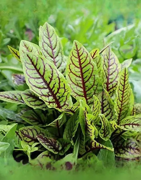 An upright clump of pale green sorrel leaves with dark red veins.