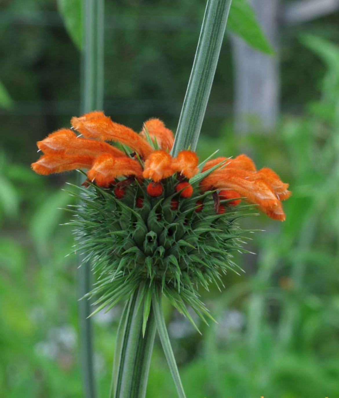 Orange tubular flowers circling a spiky green wild dagga flower head.