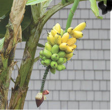 Cargar imagen en el visor de la galería, (RARE) Viente Cohol Live Banana Plant - Plant and Heal
