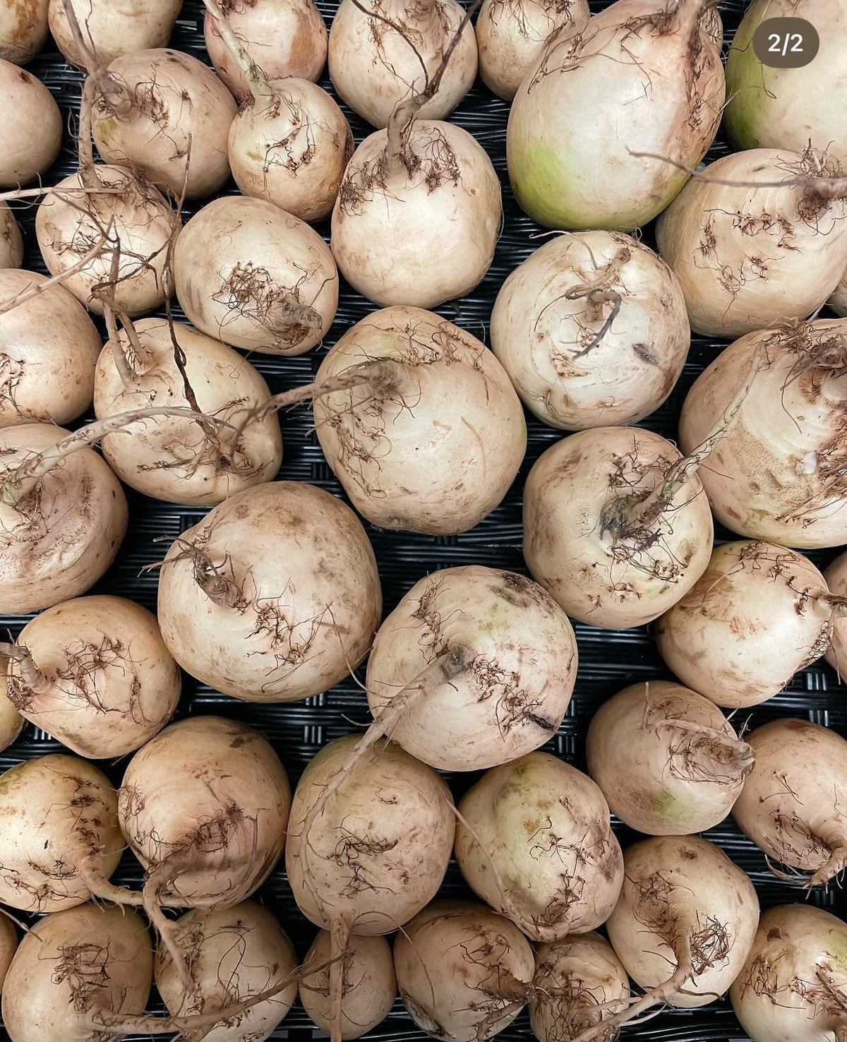 A pile of harvested white beet roots with soil on their skins.