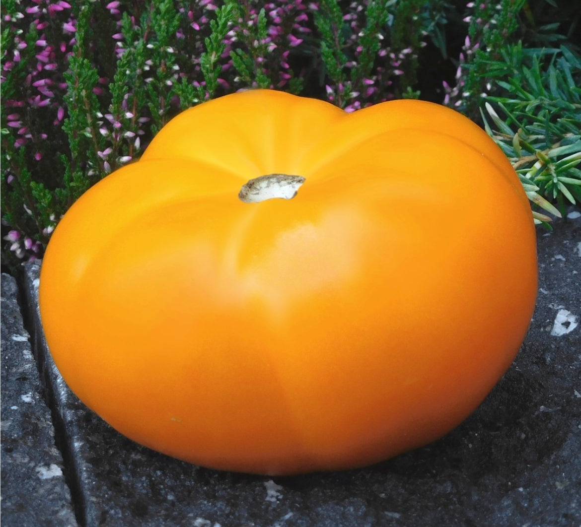 A large golden-orange tomato resting on a dark surface.