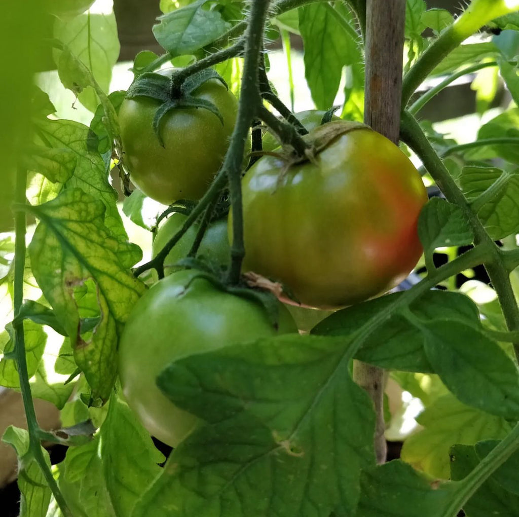 Green tomatoes, including one beginning to blush red, on the plant.
