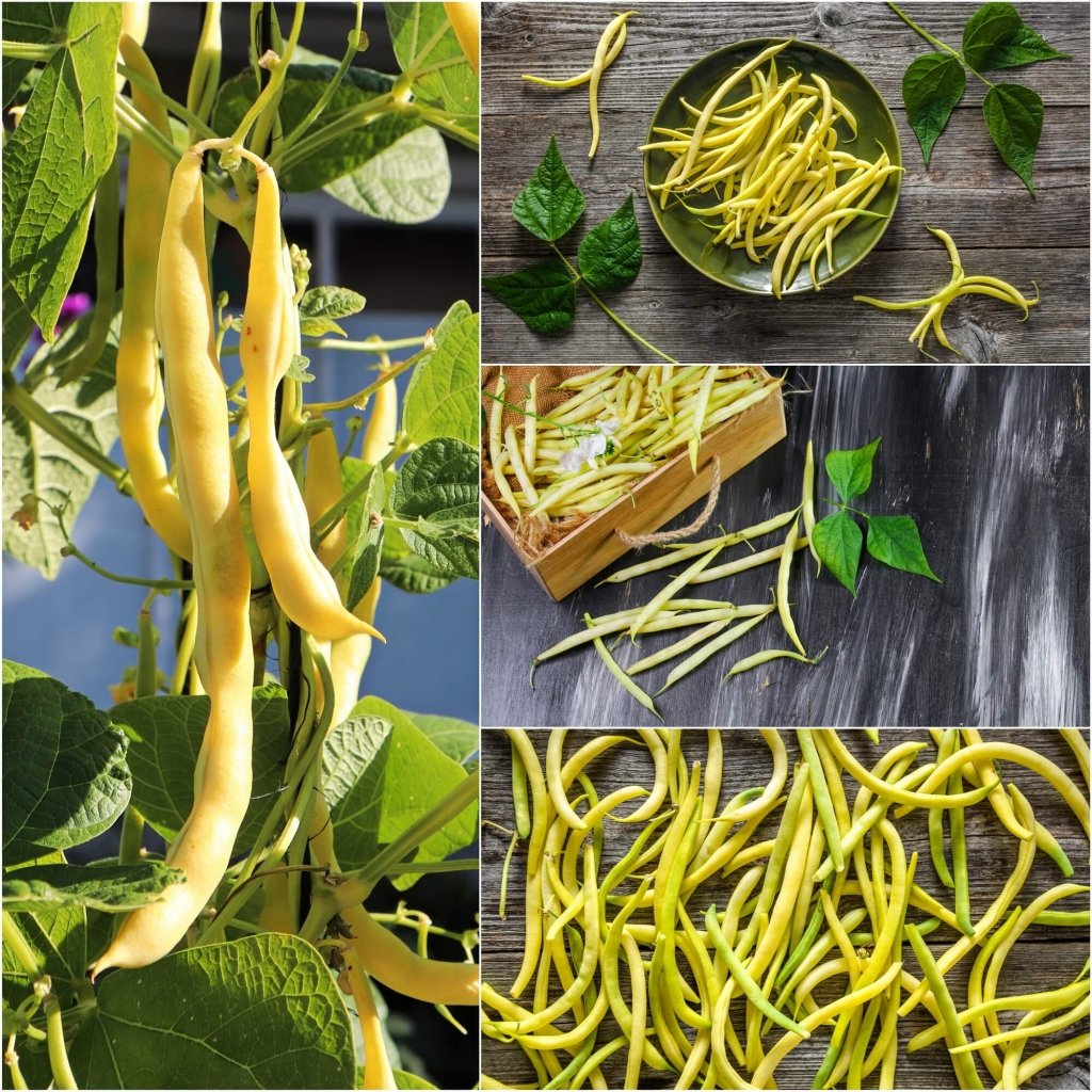 A collage of Top Notch Golden Wax beans growing on plants and harvested in a bowl and on wood — from BlackOwnedSeeds.com.