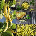A collage of Top Notch Golden Wax beans growing on plants and harvested in a bowl and on wood — from BlackOwnedSeeds.com.