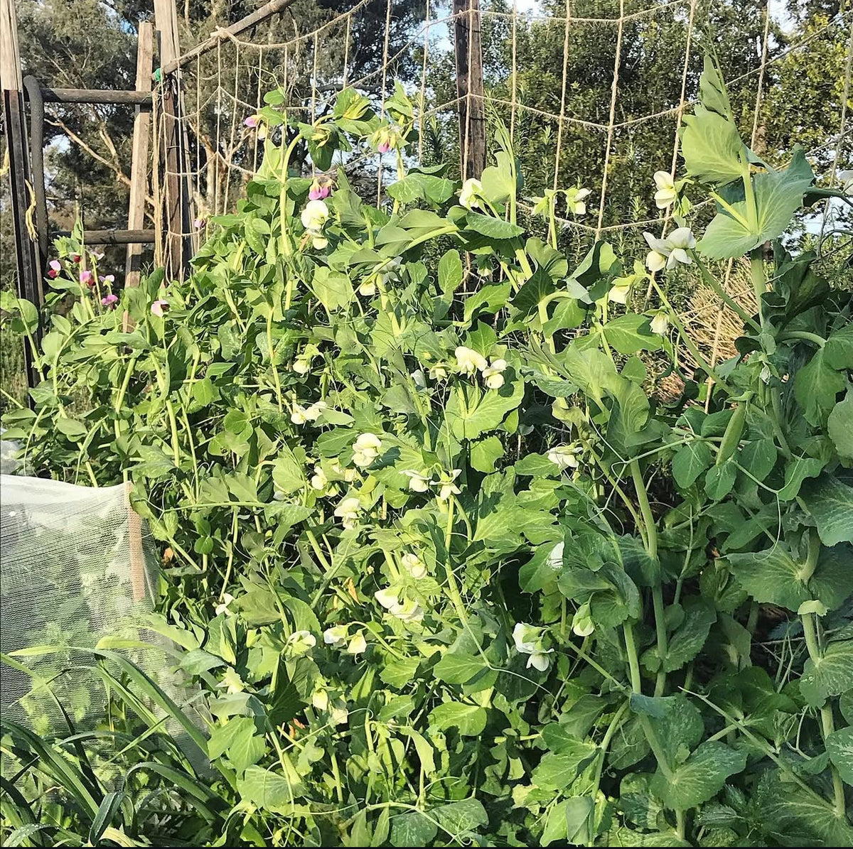 Pea vines climbing a garden trellis.