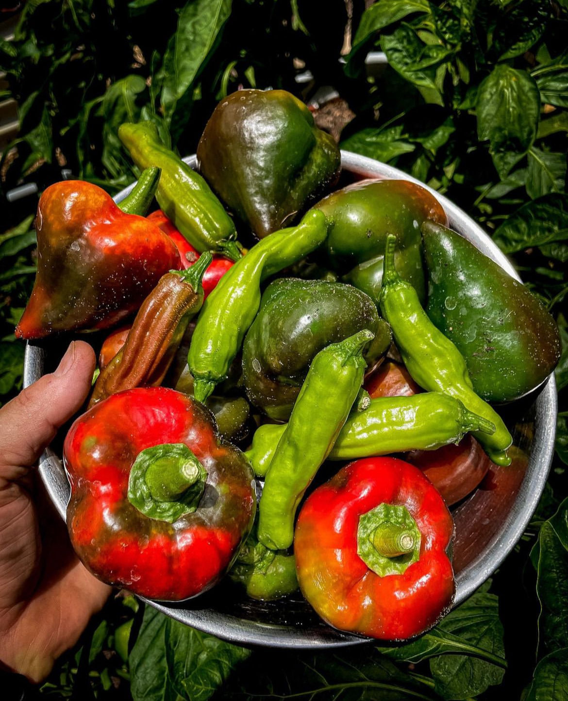 A hand holding a bowl of green and red peppers.
