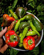 Load image into Gallery viewer, Sweet and Spicy Mix Pepper Seeds
