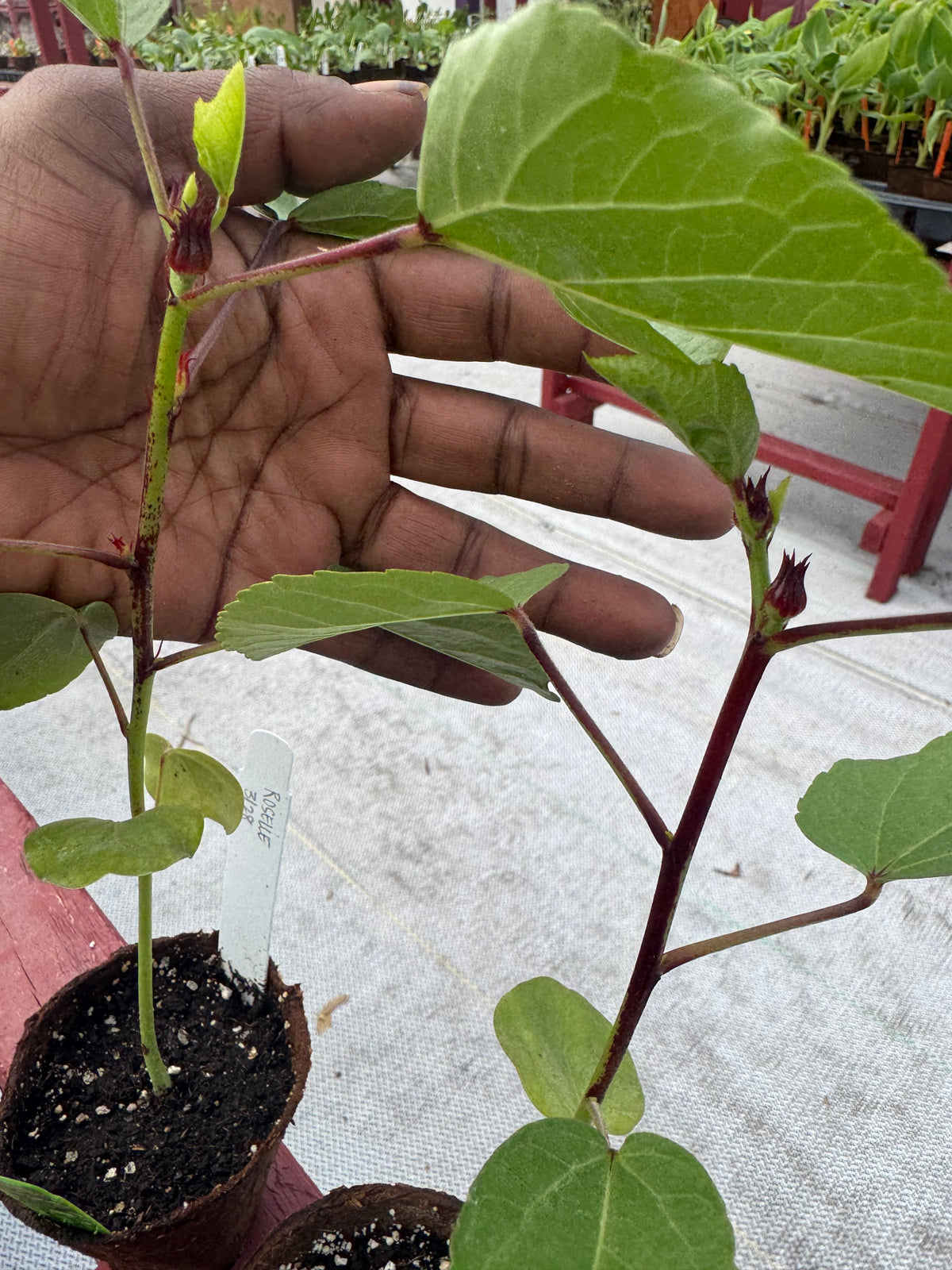 A hand behind a roselle leaf on a young red-stemmed potted plant.