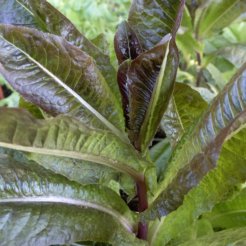 Upright dark reddish-green lettuce leaves with pale central veins.