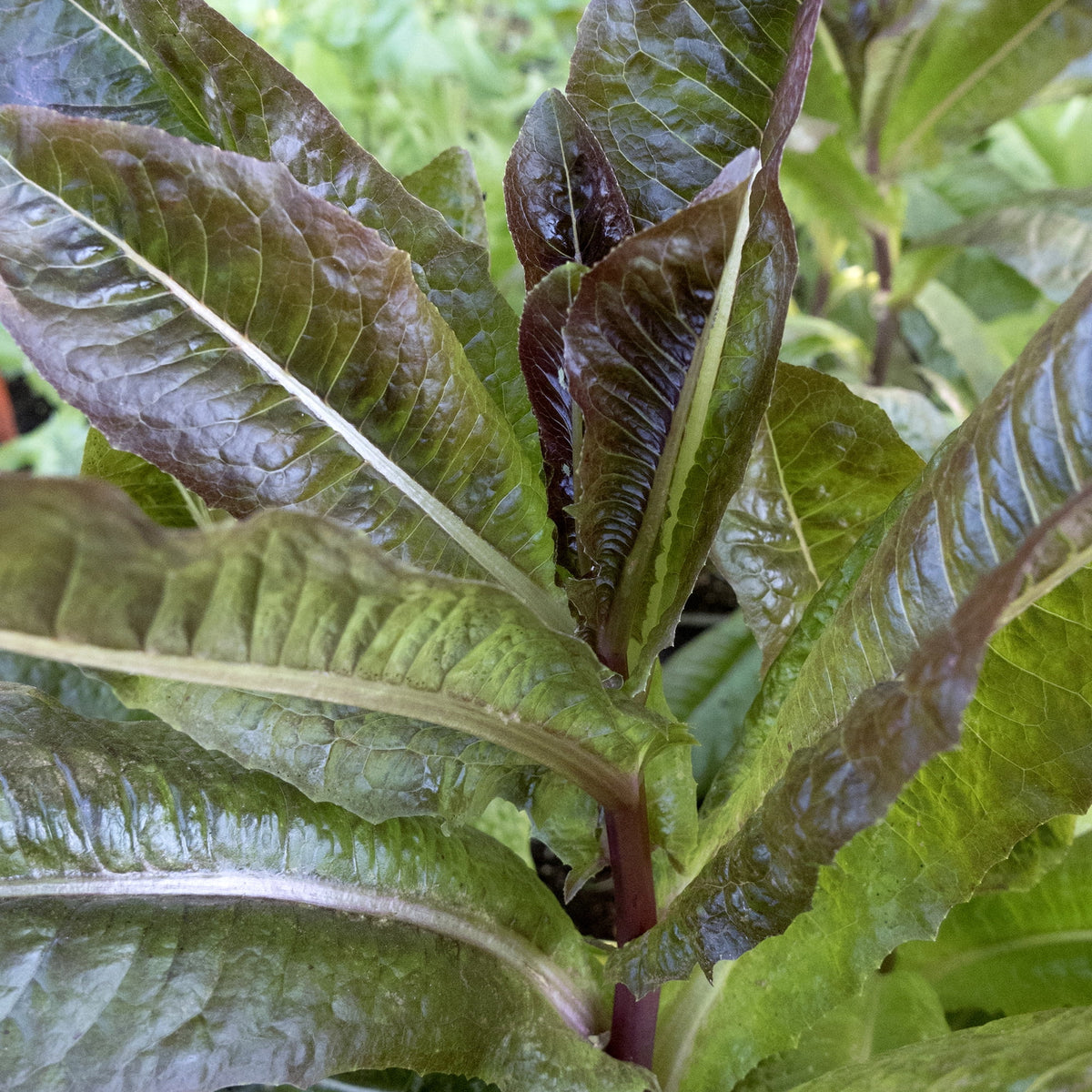 Upright dark reddish-green lettuce leaves with pale central veins.