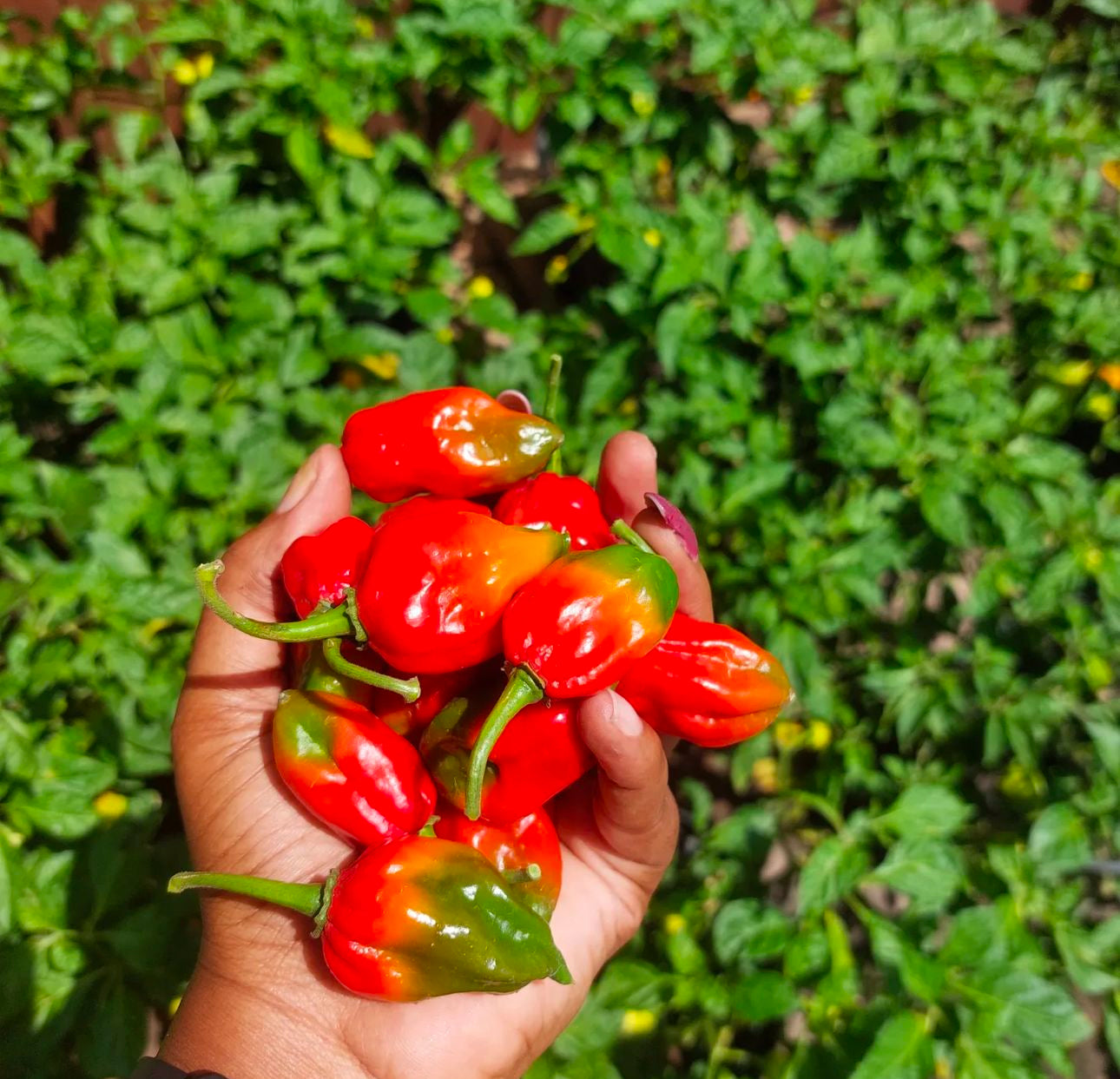 caribbean garden seeds Caribbean Blend Haberno Hot Pepper Mix Seeds
