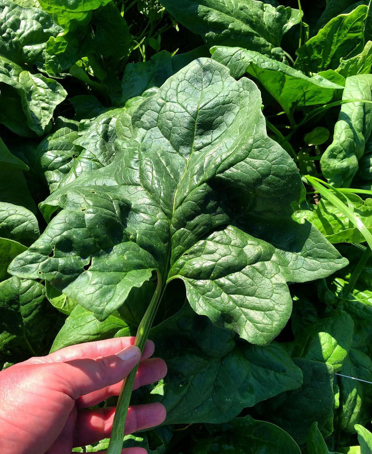 A hand holding a large crinkled spinach leaf above the plant.