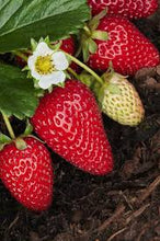 Load image into Gallery viewer, Discounted Albion Strawberry Plant (due to age)
