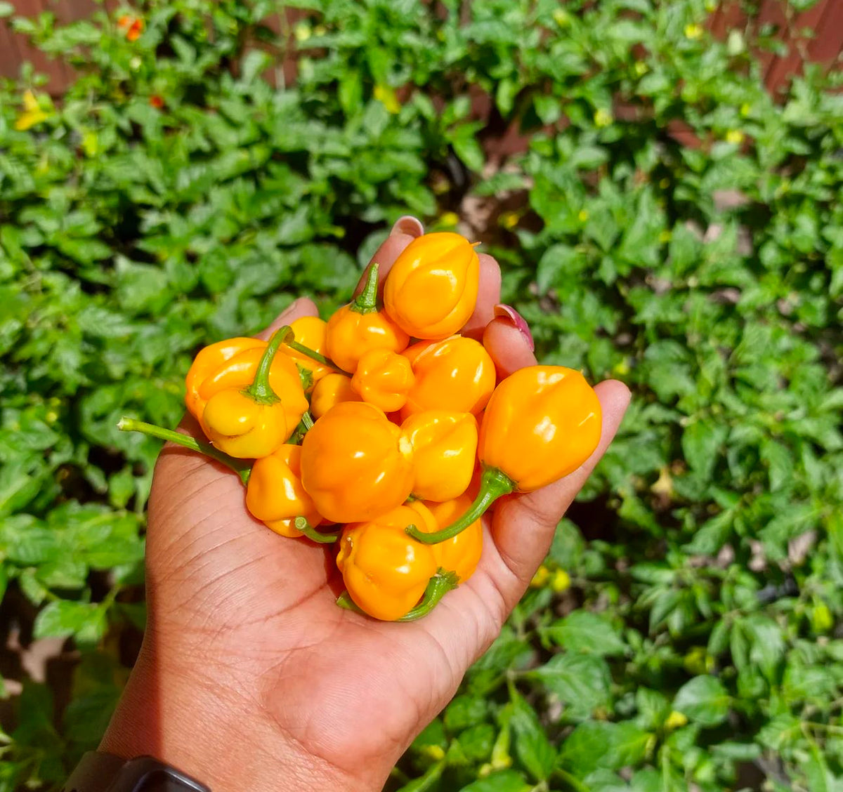 A hand holding a cluster of orange habanero peppers.