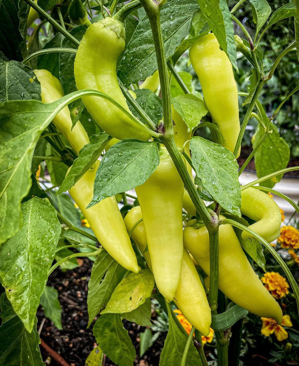 A cluster of pale yellow pointed peppers on the plant.
