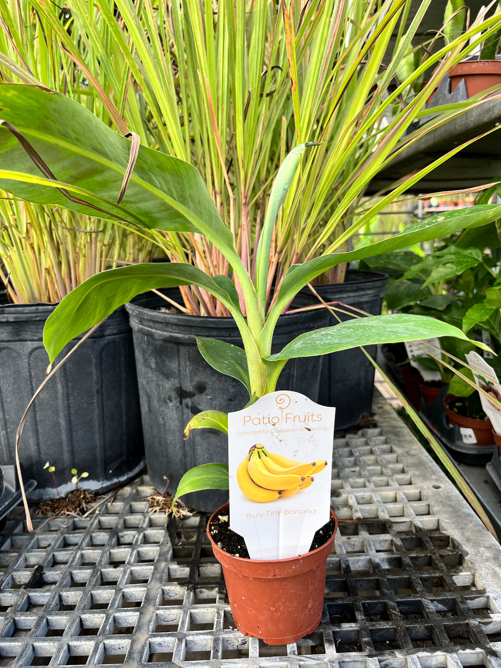 A young banana plant in a terracotta-colored nursery pot on a greenhouse bench.