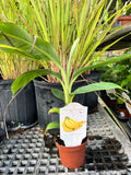 A young banana plant in a terracotta-colored nursery pot on a greenhouse bench.