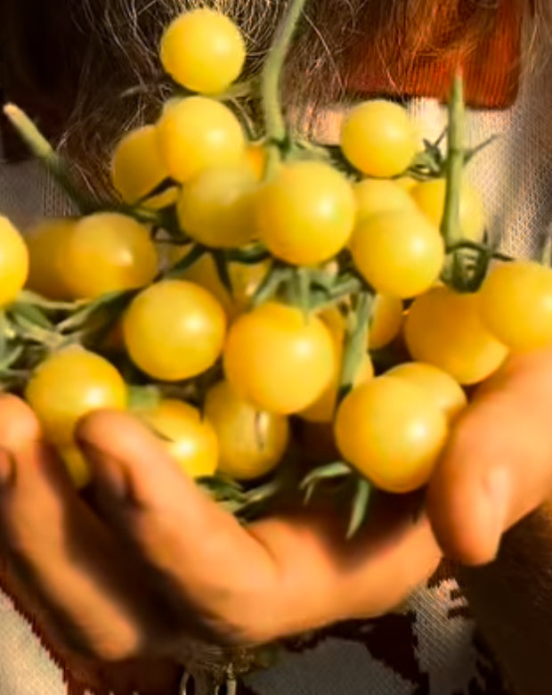 Hands cradling a large cluster of yellow cherry tomatoes.