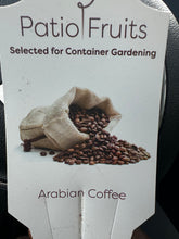 Cargar imagen en el visor de la galería, Arabian Coffee Plant - Plant and Heal
