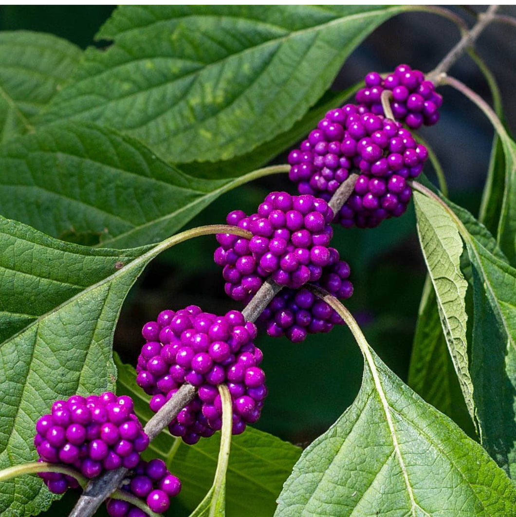 Beautyberry/ American Mulberry - Plant and Heal