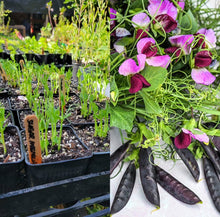 Load image into Gallery viewer, Purple Magnolia Snap Pea Seeds
