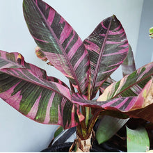 Cargar imagen en el visor de la galería, Pink Variegated Banana ‘No No’ Culture Live Plant (SUPER RARE) - Plant and Heal
