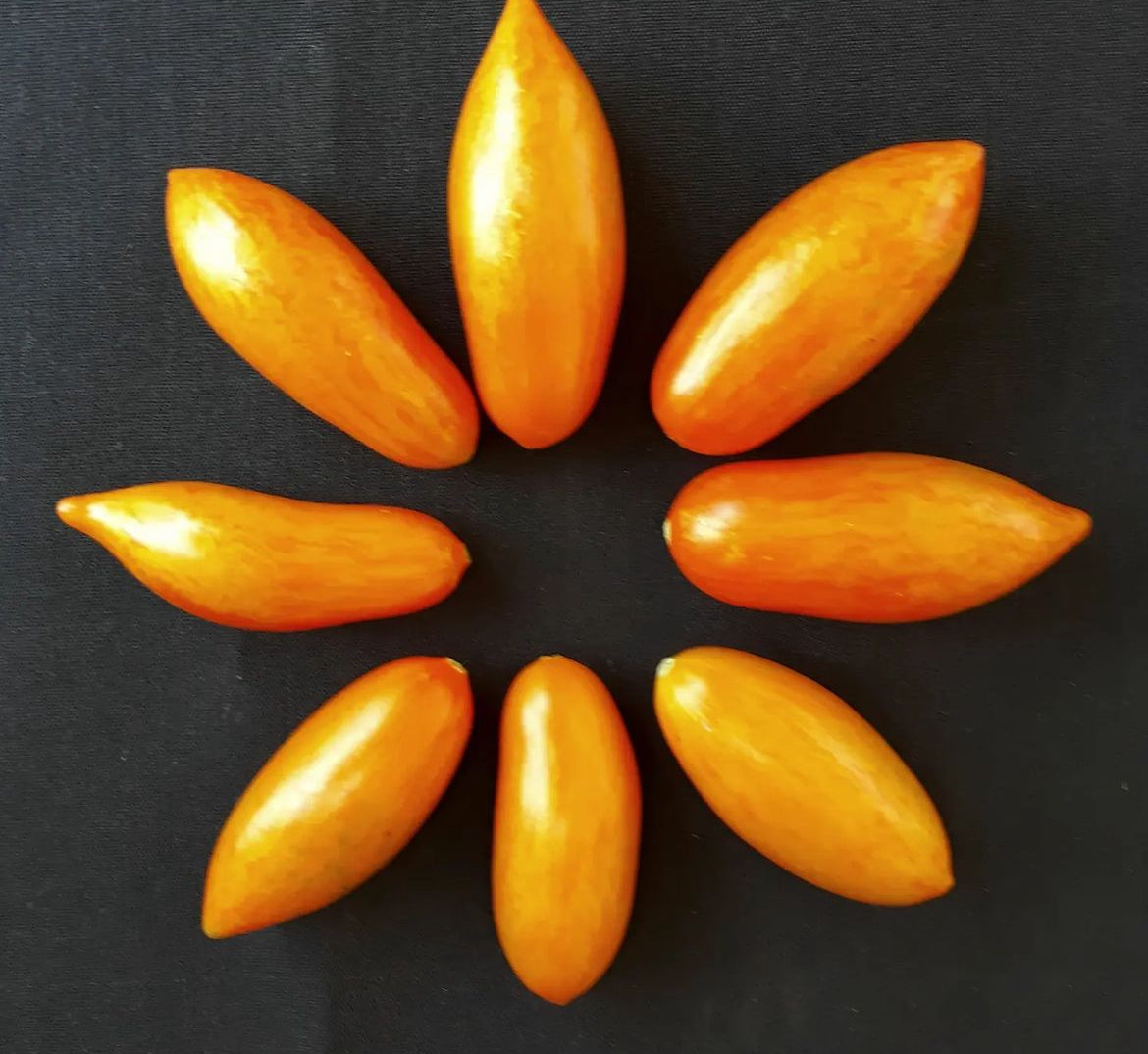 Elongated golden tomatoes arranged in a circle on a dark background.