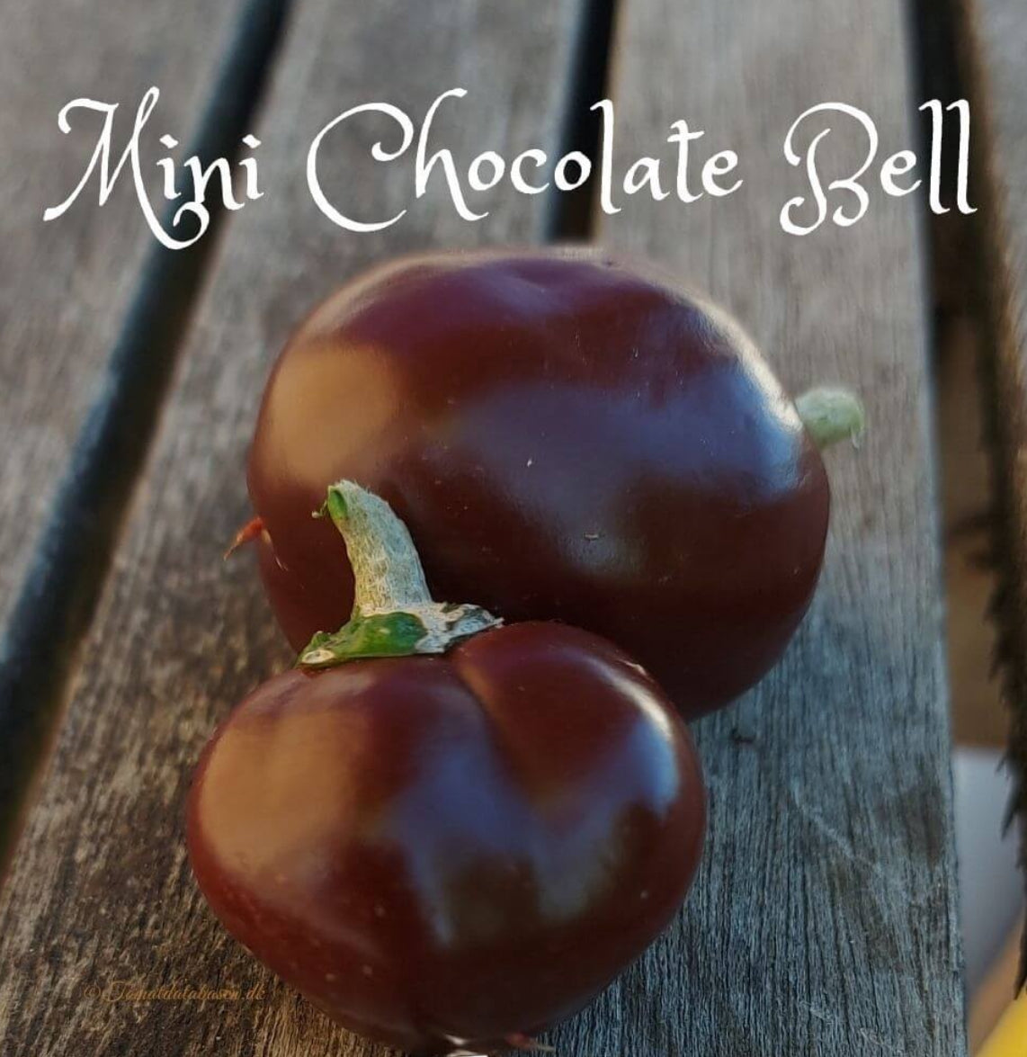 Two small brown bell peppers beneath the words “Mini Chocolate Bell”.