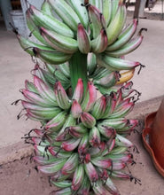 Cargar imagen en el visor de la galería, Pink Variegated Banana ‘No No’ Culture Live Plant (SUPER RARE) - Plant and Heal
