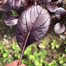 Load image into Gallery viewer, Purple Gem Pak Choi Cabbage Seeds
