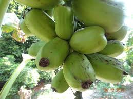 A close-up of short, thick green bananas.