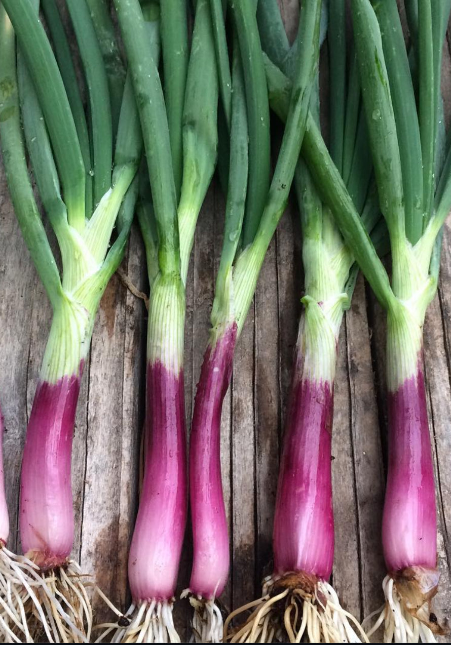 Pink-purple bunching onions lined up on a wooden surface.