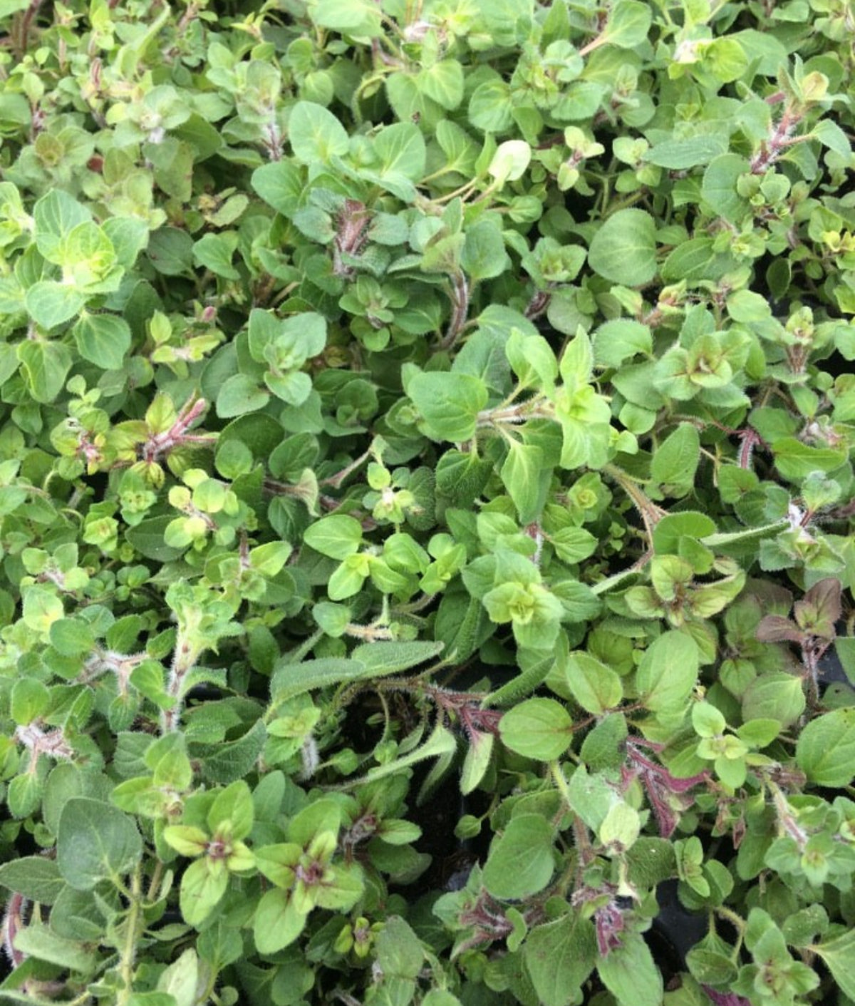 A close-up of densely growing oregano leaves.