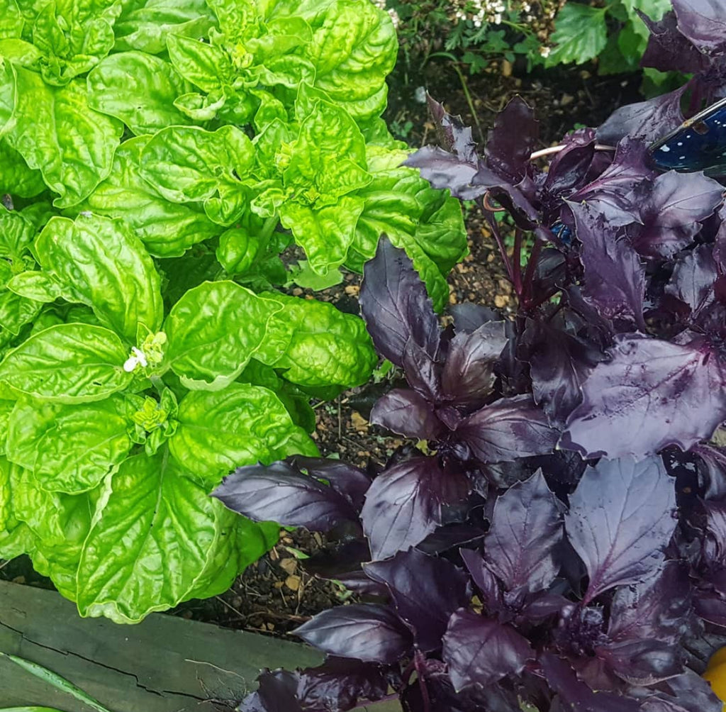 A bright green basil plant beside a purple basil plant in a pot.