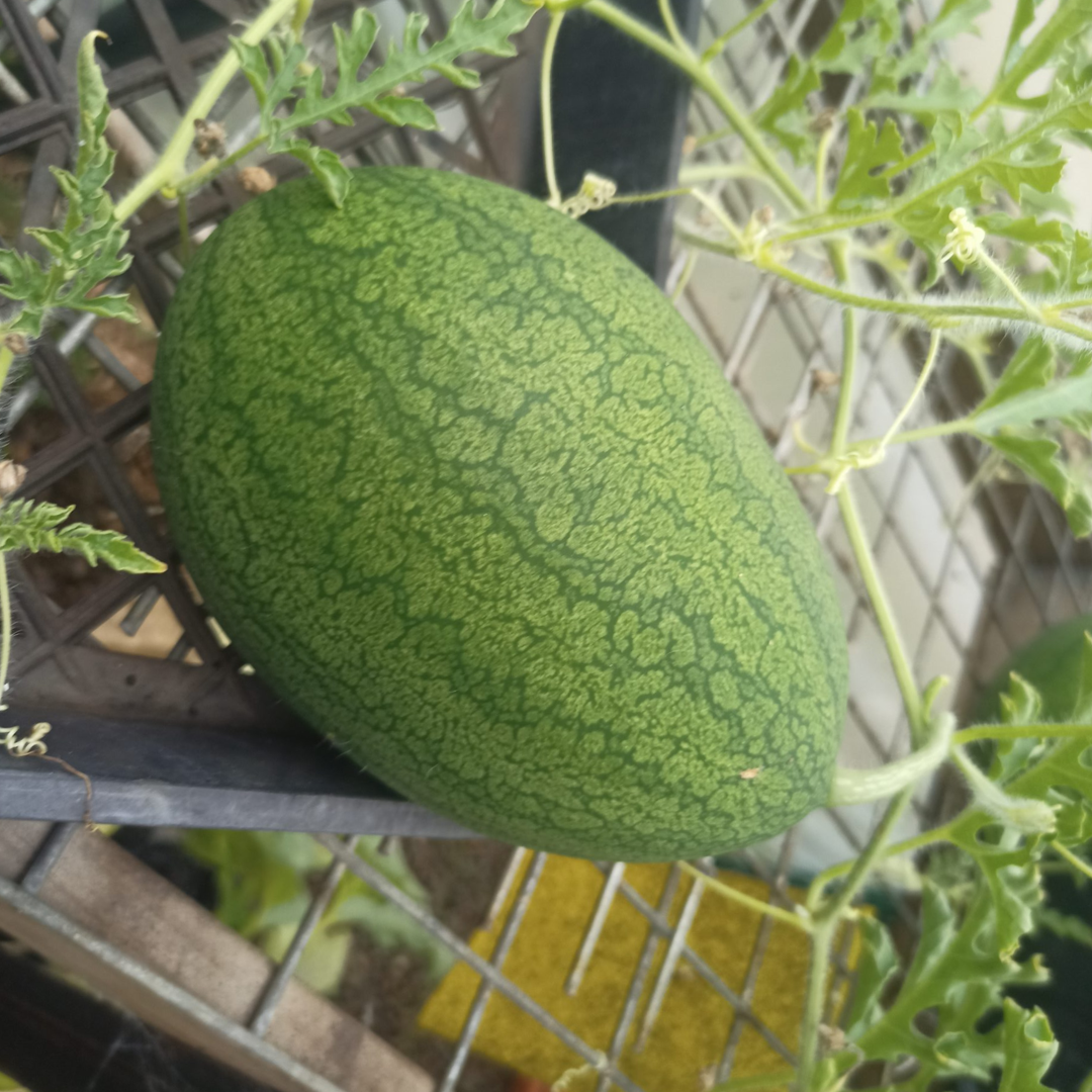 An oblong green watermelon growing on a vine.