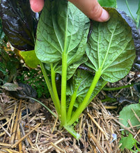 Load image into Gallery viewer, Pak Choi Red Tatsoi Cabbage Seeds - Plant and Heal
