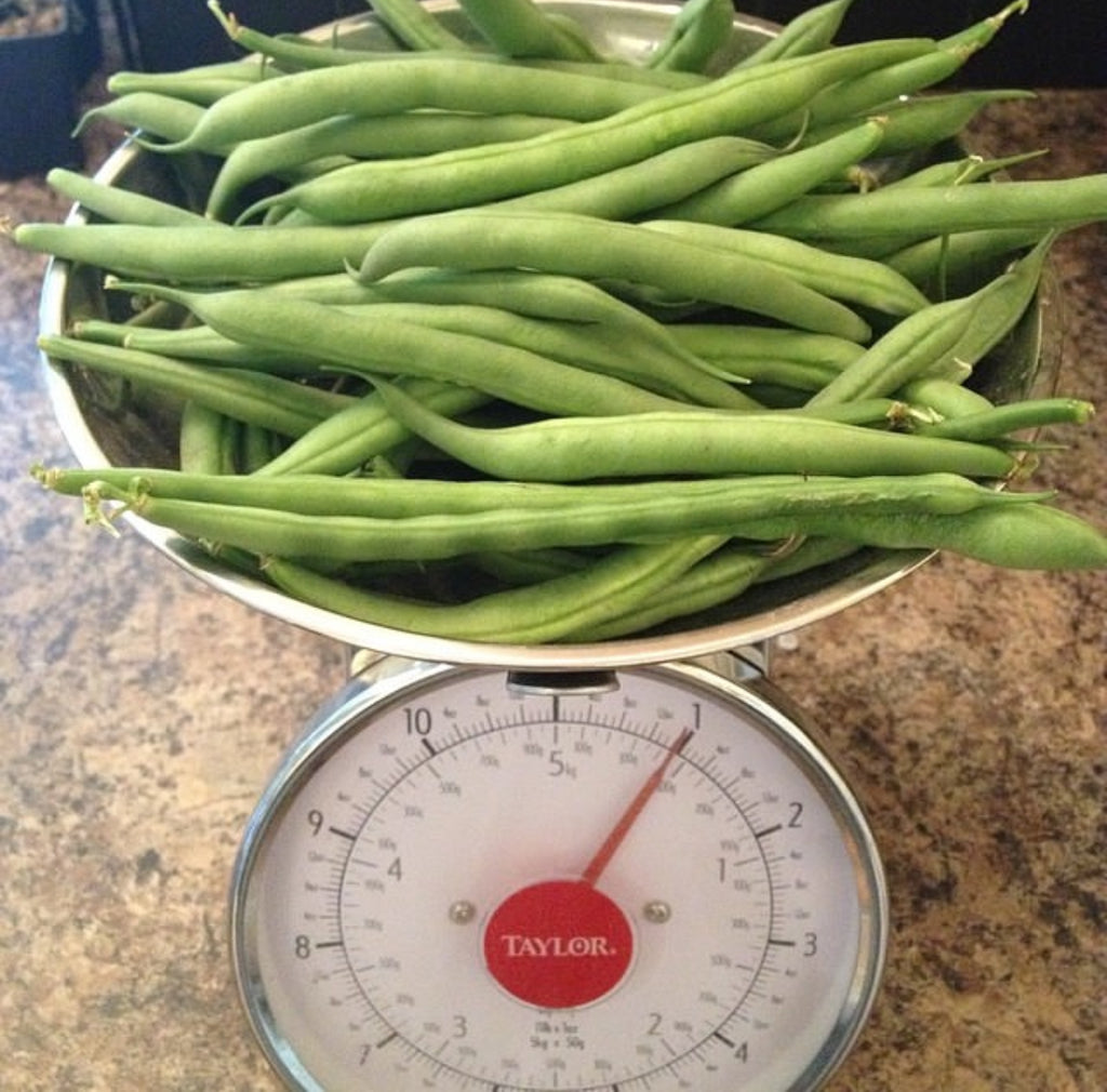 A bowl piled with green beans on a kitchen scale.
