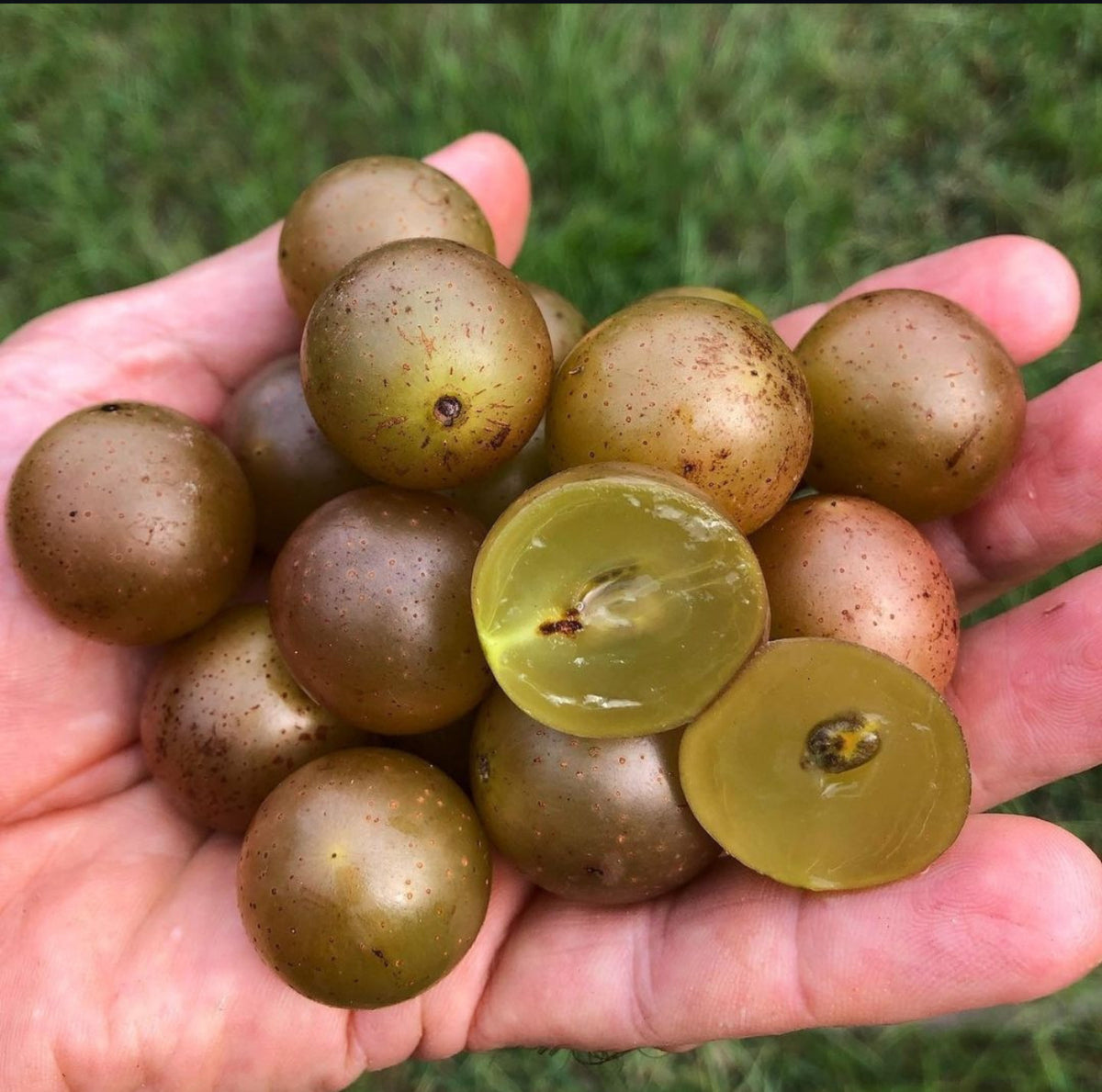A hand holding bronze muscadine grapes, including a cut grape showing seeds.