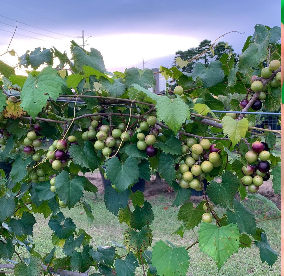 Clusters of green and purple muscadine grapes on a leafy trellised vine.