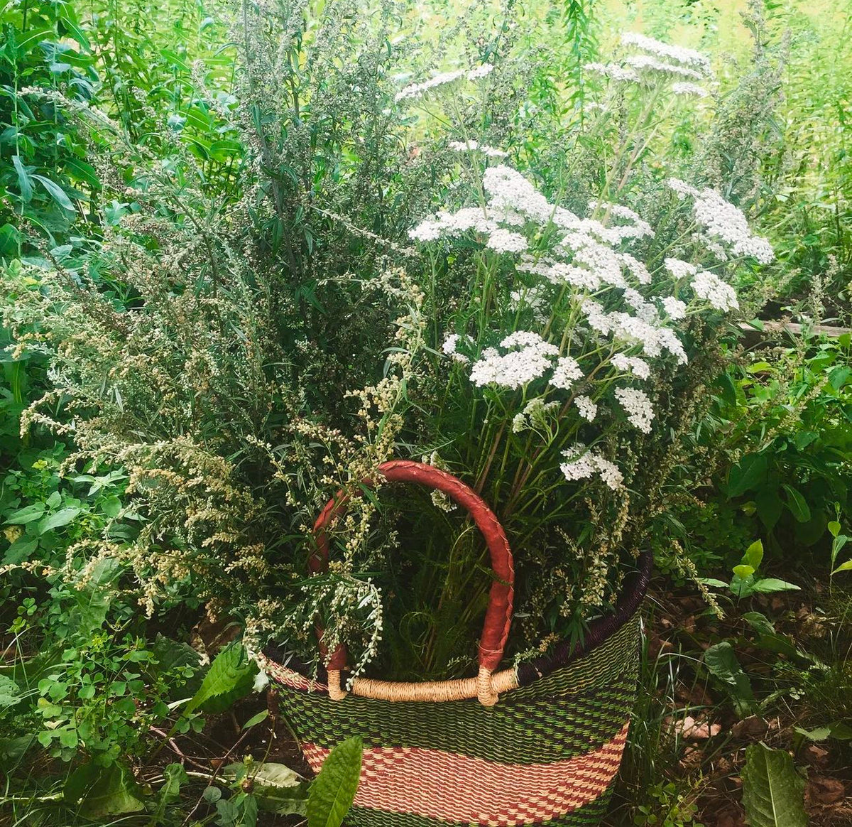 Tall yarrow stems and white flowers gathered in a wicker basket.