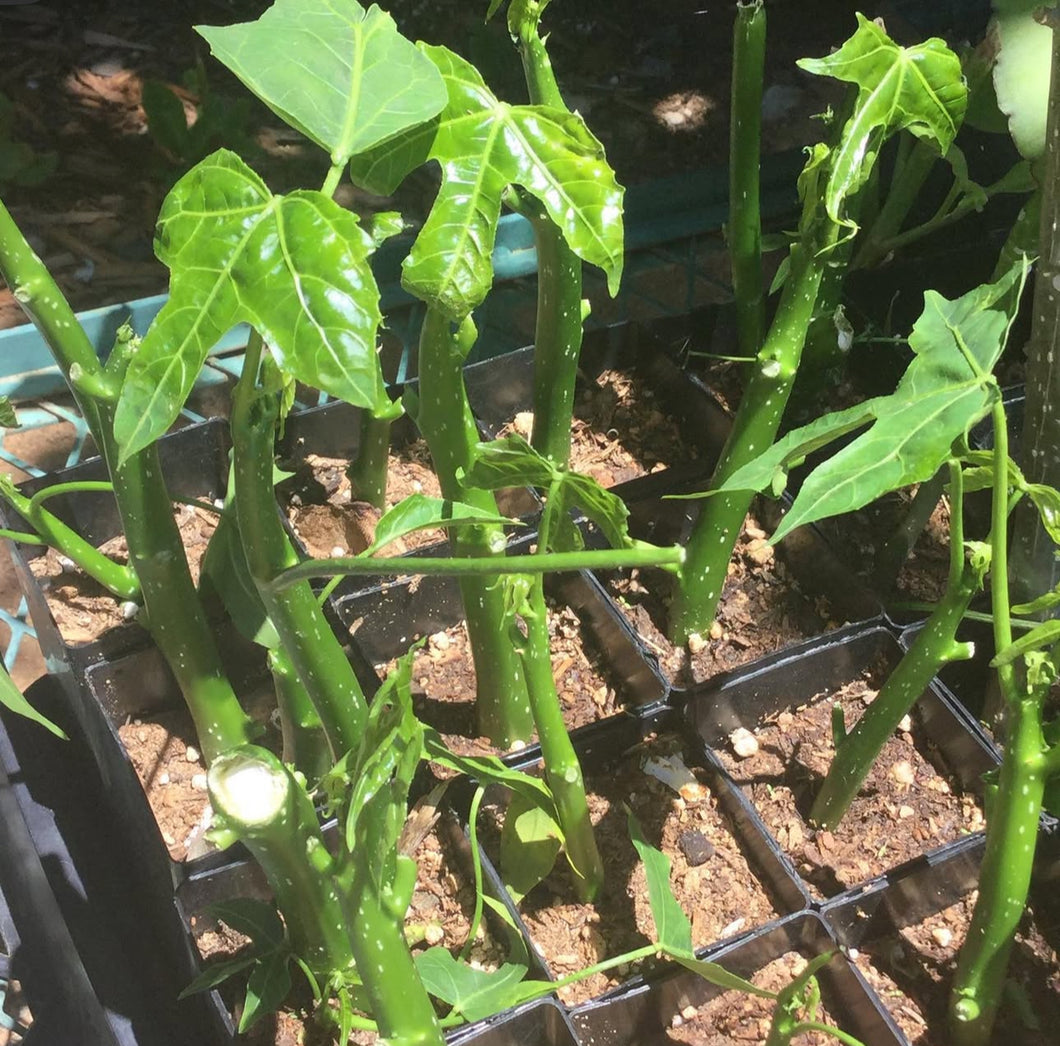 Chaya Cuttings